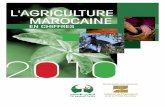 Statistiques agricoles Maroc