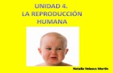 Unidad 4. La ReproduccióN Humana 97