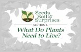 What Do Plants Need to Live?