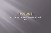 Tissues artifact