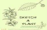 Sketch A Plant - Nature Activity for Kids – Mocomi.com