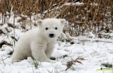 Petit ours blanc !