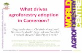 What drives agroforestry adoption in Cameroon? by Degrande Ann et al