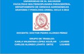 Anatomia y fisiologia del Aparato Reproductor Femenino en animales Domesticos