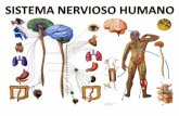 Sistema nervioso humano jk