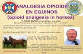 Analgesia opioide en equinos