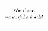 Wierd and Wonderful animals!