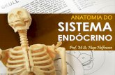Anatomia do Sistema Endócrino