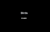 Chines birds
