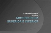 37.motoneurona superior e_inferior