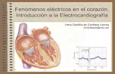 Fenomenos electricos en el corazon ekg normal
