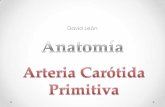 Arteria Carótida Primitiva