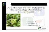 Role of vectors and their host plants in the epidemiology of maize lethal necrosis disease