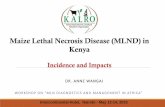 Maize Lethal Necrosis Disease (MLND) in Kenya