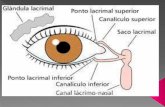 Vía lagrimal . oftalmologia