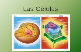 Las células, teoría celular