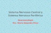 Sistema Nervioso Central y Sistema Nervioso Periférico