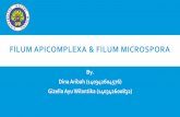 filum apicomplexa dan filum microspora