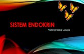 Kel 5 sistem endokrin