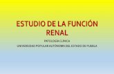 Estudio de la función renal