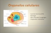 Organelos celulares3
