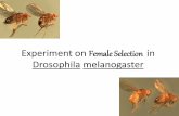 Female selection in Drosophila