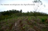 As bases ecológicas da agrofloresta