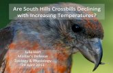 Are South Hills Crossbills declining with increasing temperatures?