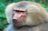 The baboon