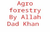 Agro forestry 'By Allah Dad Khan