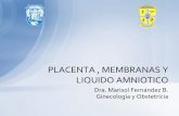 Placenta, cordón, la c endocrinologia feto placentaria