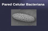Pared celular bacteriana