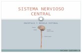Sistema nervioso - GENERALIDADES