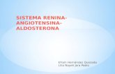 Sistema renina angiotensina-aldosterona