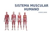 Sistema muscular humano 7°