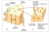 Estructura del tejido oseo diapositivas