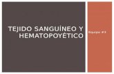 Tejido Sanguíneo y Hematopoyético. Histología.