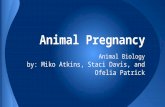 Animal biology media project