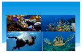Proteccion y preservacion del medio marino johana