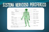 Sistema Nervioso Periférico por: Alejandra Ordóñez y Karina Chuchimbe