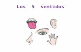 Los  5  sentidos