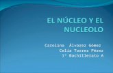 Ppt nucleo y nucleolo