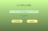 Citosol citoesqueleto centrosoma_ribosoma_2010-2011 new