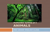 Rainforest Animals presentation