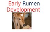 Early rumen development