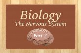 Biology: Nervous System 2