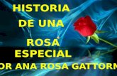 Biografia De Rosa Gattorno