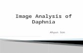 Image analysis of daphnia