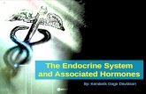 The endocrine system3