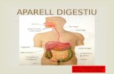 Treball aparell digestiu (1)